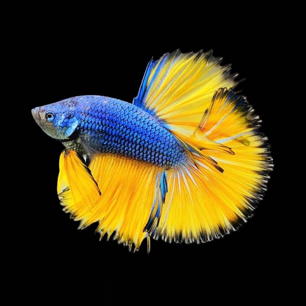 495812783_699283266082652_3862558897733197354_n