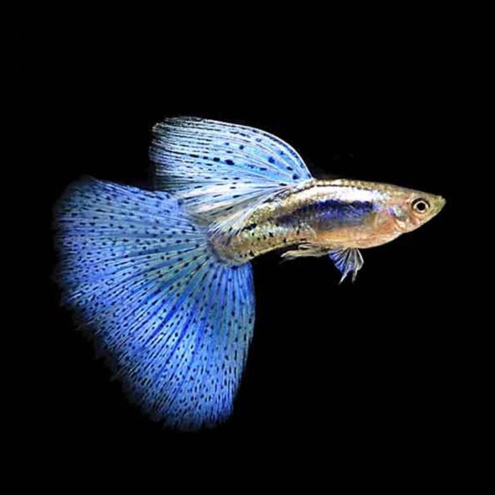 495812783_699283266082652_3862558897733197354_n