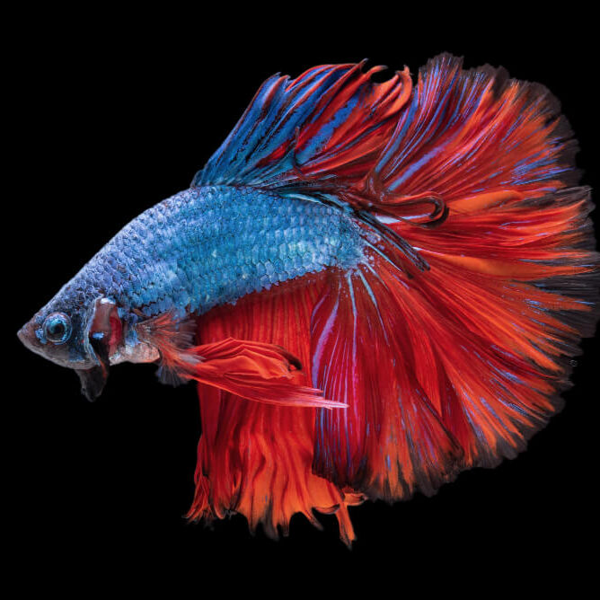 Bettas Fish