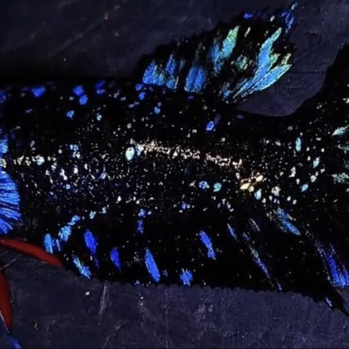 RARE Stardust Female Betta (N-018)