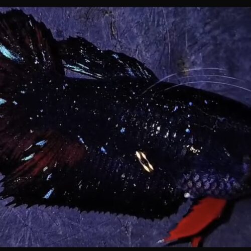 RARE Stardust Female Betta (N-019)