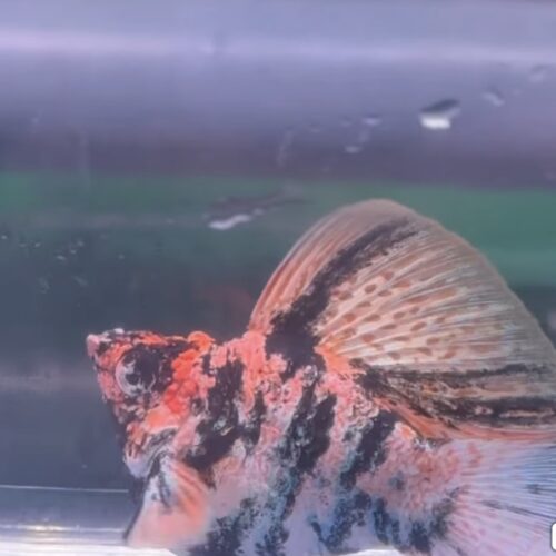 RARE Red Head Zebra Mollies (FRY 5 pack)