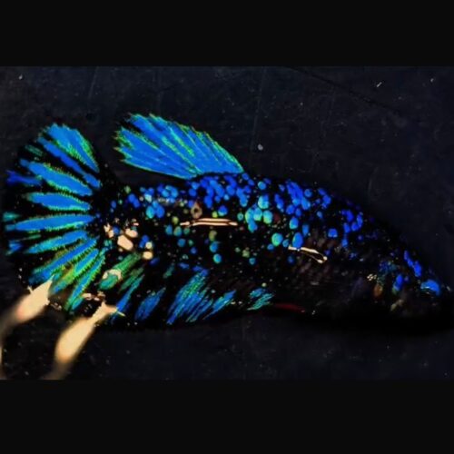 RARE Stardust Female Betta (N-021)