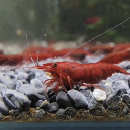 V High Grade Bloody Mary Shrimp