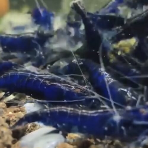 V High Grade Blue Diamond Shrimp