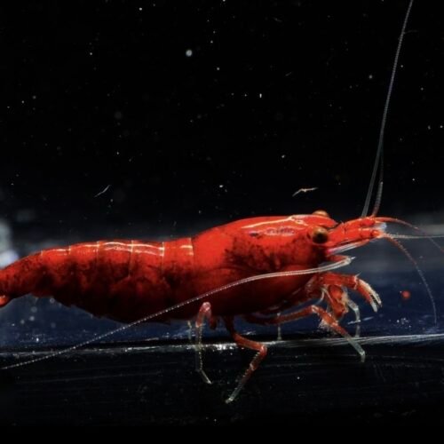 V High Grade Bloody Mary Shrimp