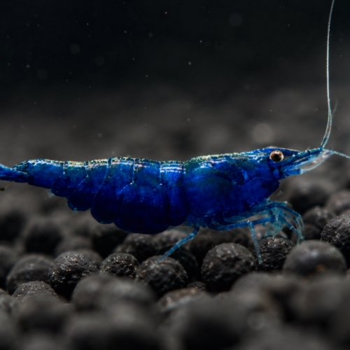 V High Grade Blue Diamond Shrimp