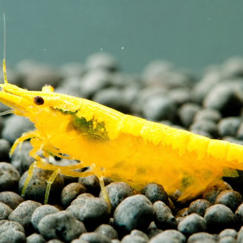 V High Grade Yellow GoldBack Shrimp