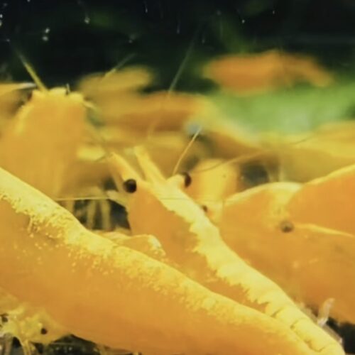 V High Grade Yellow GoldBack Shrimp