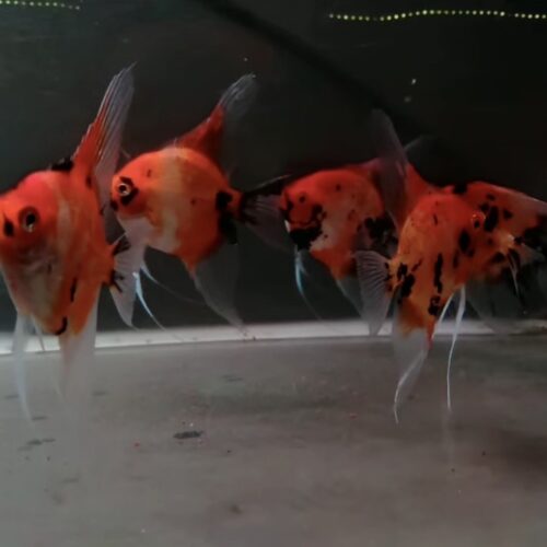Red Devil Angel Fish